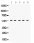 Anti-Lck Picoband Antibody